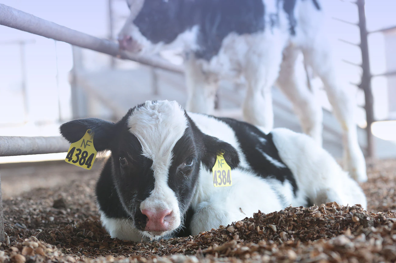 Smart Farming Company KSA - Agrimatco